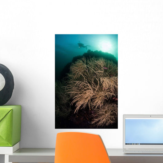 Massive Black Coral Colony Wall Decal
