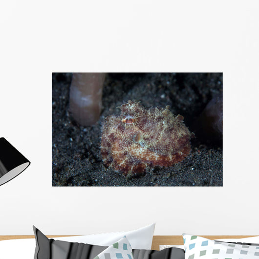 Small Octopus Sits Camouflaged Wall Decal