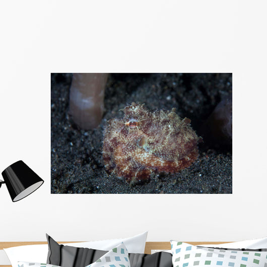 Small Octopus Sits Camouflaged Wall Decal