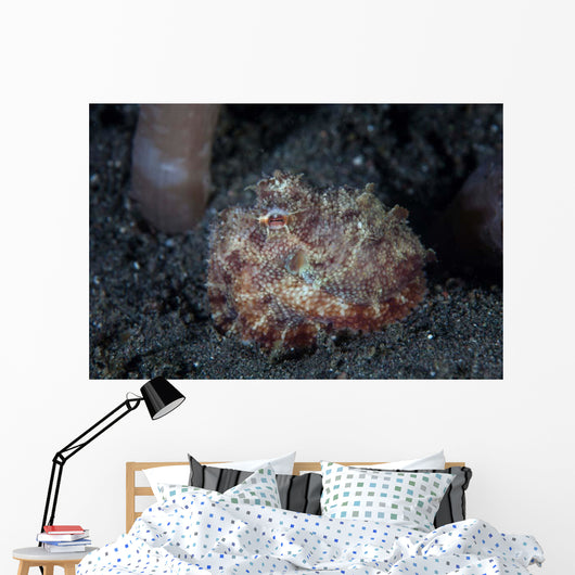 Small Octopus Sits Camouflaged Wall Decal