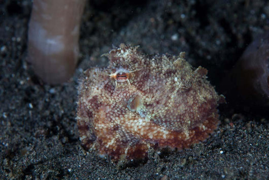 Small Octopus Sits Camouflaged Wall Decal