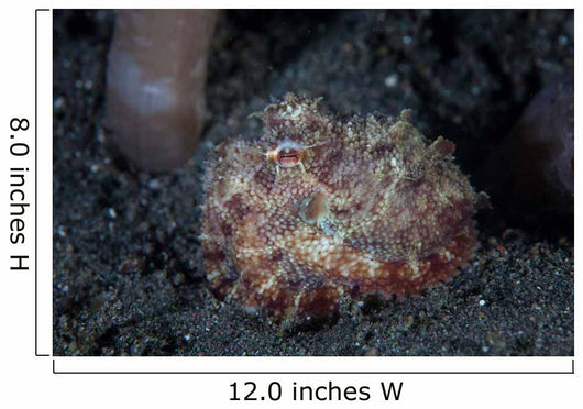 Small Octopus Sits Camouflaged Wall Decal