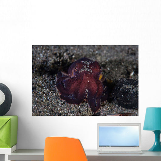 Coconut Octopus Crawls across Wall Decal