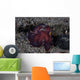 Coconut Octopus Crawls across Wall Decal