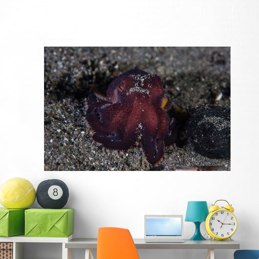 Coconut Octopus Crawls across Wall Decal