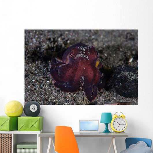 Coconut Octopus Crawls across Wall Decal