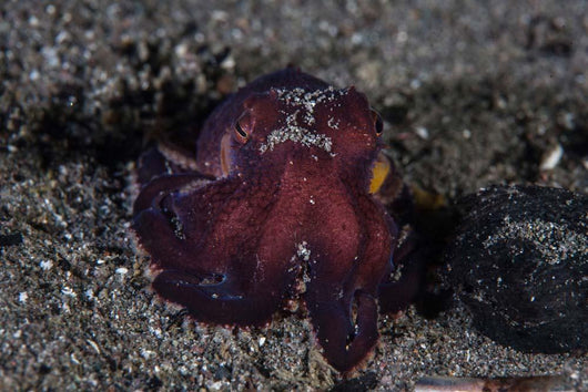 Coconut Octopus Crawls across Wall Decal