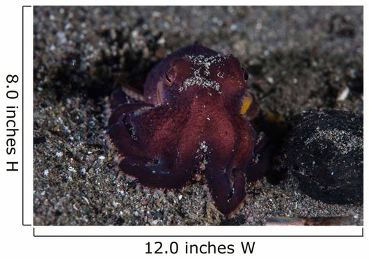 Coconut Octopus Crawls across Wall Decal