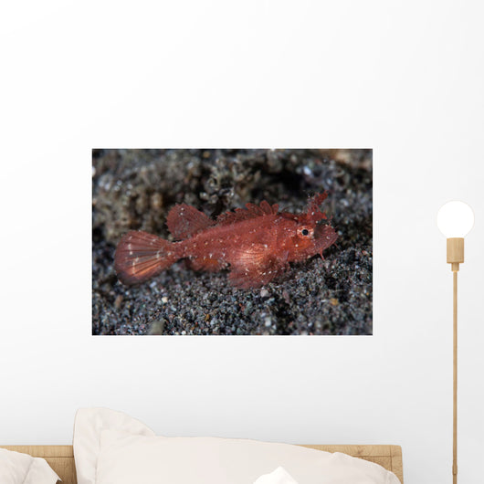 Juvenile Ambon Scorpionfish Sandy Wall Decal