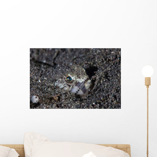 Lizardfish Lays Sand Komodo Wall Decal