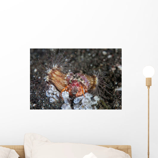 Anemone Hermit Crab Crawls Wall Decal