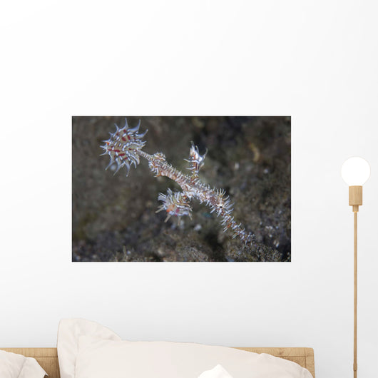 Ornate Ghost Pipefish Komodo Wall Decal