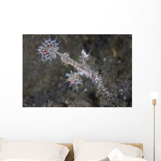Ornate Ghost Pipefish Komodo Wall Decal