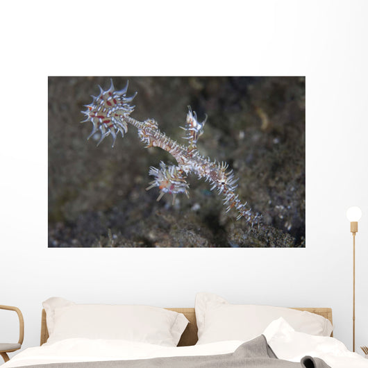 Ornate Ghost Pipefish Komodo Wall Decal
