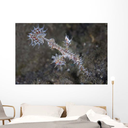 Ornate Ghost Pipefish Komodo Wall Decal