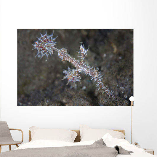 Ornate Ghost Pipefish Komodo Wall Decal