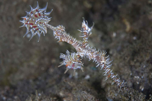 Ornate Ghost Pipefish Komodo Wall Decal