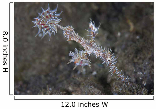 Ornate Ghost Pipefish Komodo Wall Decal