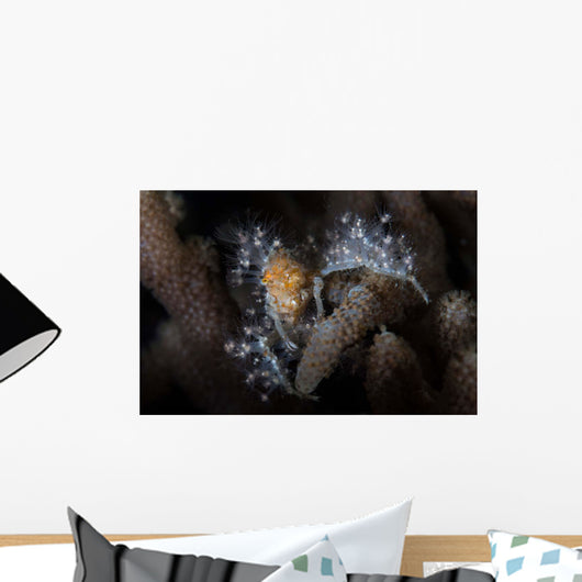Close-up Decorator Crab Covered Wall Decal