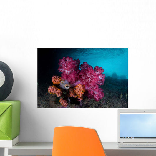 Soft Coral Colony and Wall Decal Design 1