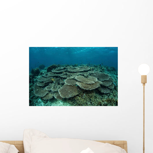 Seafloor Is Covered Reef-building Wall Decal Design 2