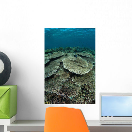 Seafloor Is Covered Reef-building Wall Decal Design 1