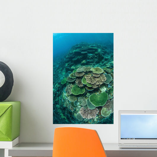 Healthy Reef-building Corals Thrive Wall Decal Design 7