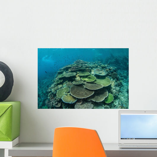Healthy Reef-building Corals Thrive Wall Decal Design 6