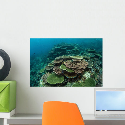 Healthy Reef-building Corals Thrive Wall Decal Design 4