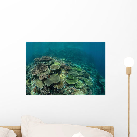 Healthy Reef-building Corals Thrive Wall Decal Design 1