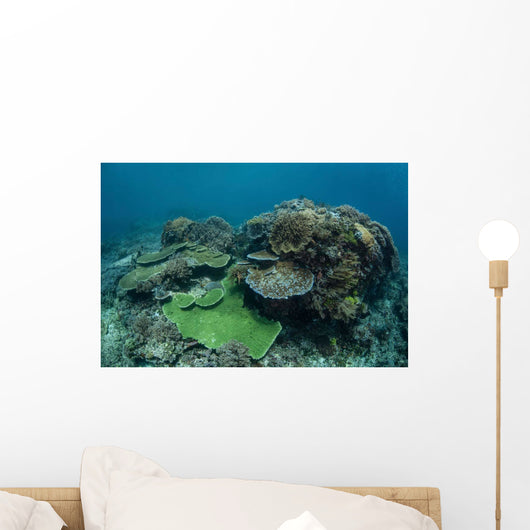 Healthy Coral Reef Thrives Wall Decal Design 3