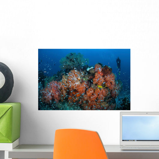 Cardinalfish Surround Beautiful Set Wall Decal Design 1