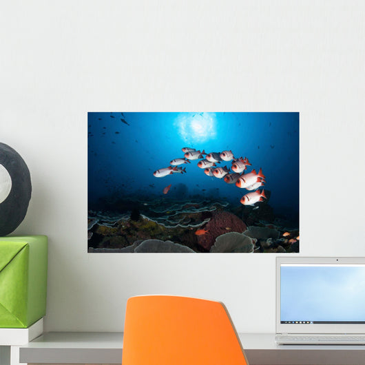 School Soldierfish Hover above Wall Decal