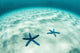 Starfish Brightly Lit Seafloor Wall Decal Design 2
