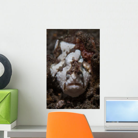 Painted Frogfish Blends into Wall Decal