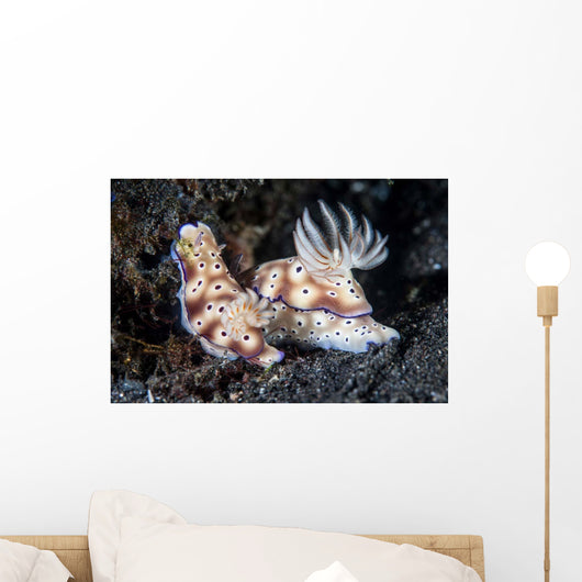 Pair Colorful Nudibranch Crawling Wall Decal
