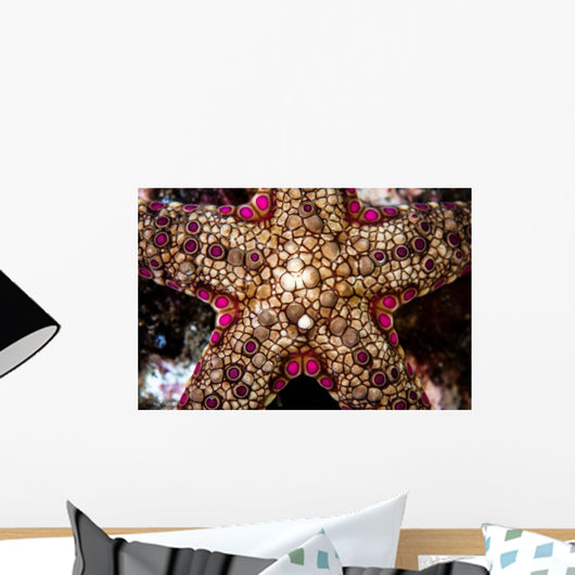 Close-up Unidentified Sea Star Wall Decal