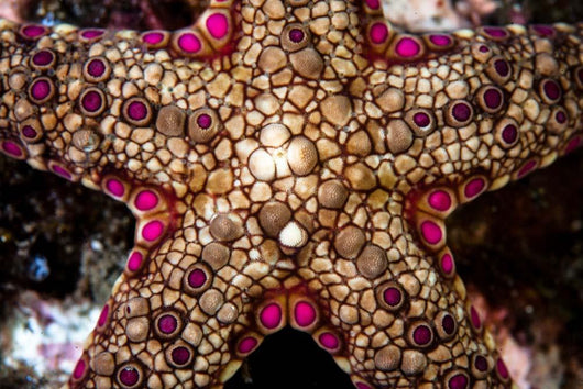 Close-up Unidentified Sea Star Wall Decal