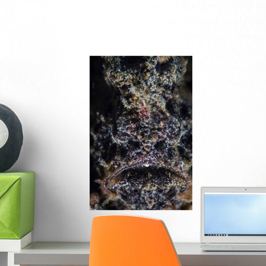 Frogfish Uses Its Effective Wall Decal