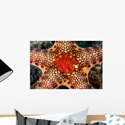 Close-up Neoferdina Insolita Starfish Wall Decal