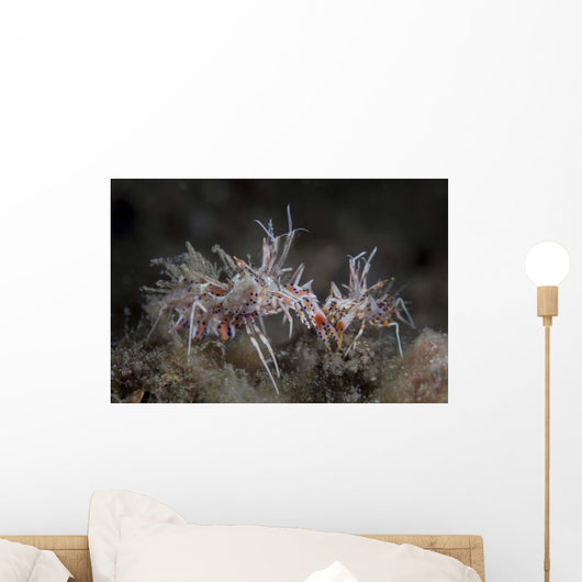 Pair Spiny Tiger Shrimp Wall Decal Design 2