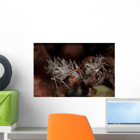 Pair Spiny Tiger Shrimp Wall Decal Design 1