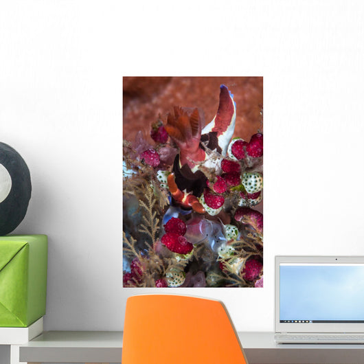 Colorful Nudibranch Eeds Tunicates Wall Decal