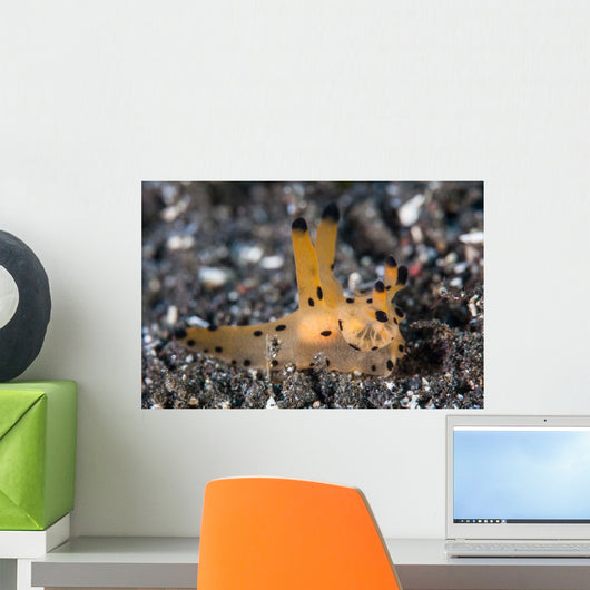 Thecacera Nudibranch Crawls across Wall Decal