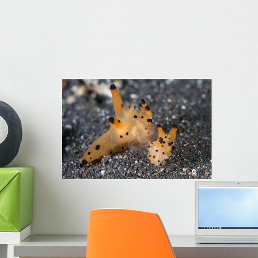 Pair Thecacera Nudibranch Mating Wall Decal