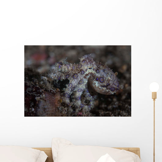 Blue-ringed Octopus Lings to Wall Decal