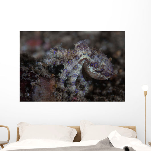 Blue-ringed Octopus Lings to Wall Decal