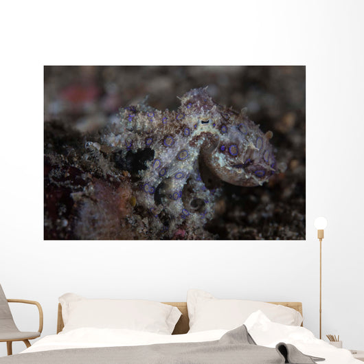 Blue-ringed Octopus Lings to Wall Decal