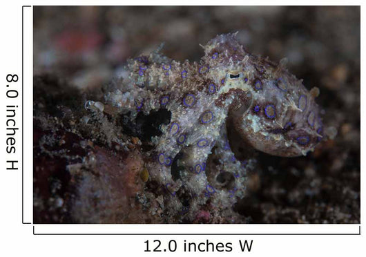 Blue-ringed Octopus Lings to Wall Decal