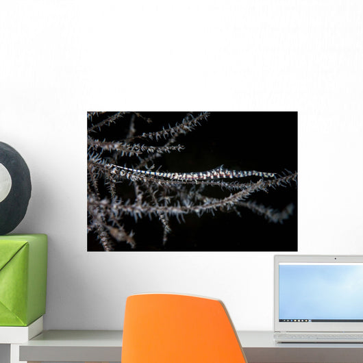 Banded Tozeuma Shrimp Camouflages Wall Decal